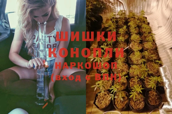 прущие грибы Заводоуковск